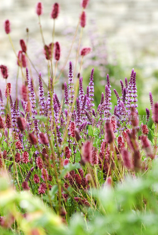 多年生鼠尾草(Salvia nemarosa)和地榆(Sanguisorba officinalis)